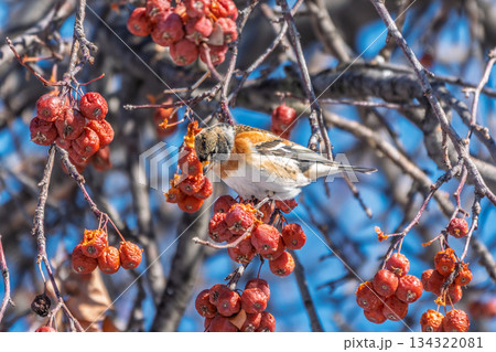 Brambling (Fringilla montifringilla) feeds on apples in winter. Brambling (Fringilla montifringilla) feeds on apples in winter. 134322081