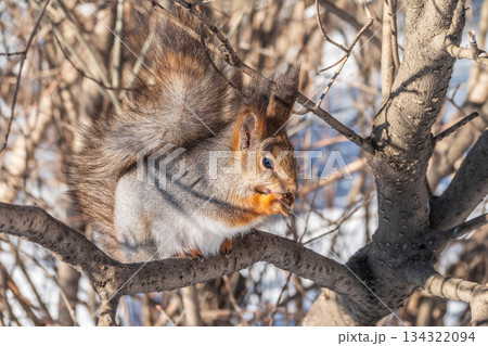 The squirrel with nut sits on tree in the winter or late autumn 134322094