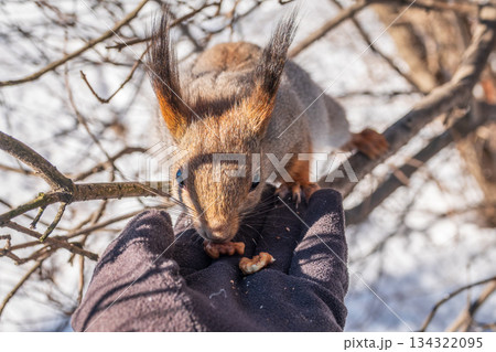 Squirrel eats nuts from a man's hand. Caring for animals in winter or autumn. 134322095