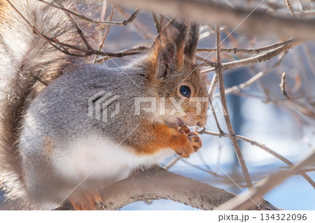 The squirrel with nut sits on tree in the winter or late autumn 134322096