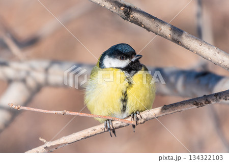 Cute bird Great tit, songbird sitting on a branch without leaves in the autumn or winter. 134322103