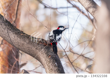 Little woodpecker sits on a tree trunk with snow in winter. The great spotted woodpecker, Dendrocopos major Little woodpecker sits on a tree trunk with snow in winter. The great spotted woodpecker, Dendrocopos major 134322108