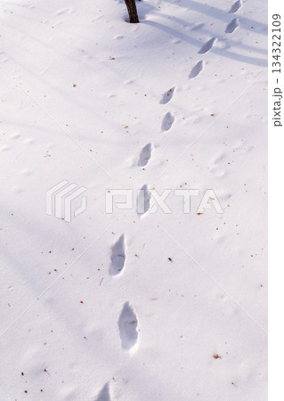 Traces of a hare and a fox chasing him on white snow in the forest. Traces of animals in snow. Hare, wolf, fox, dog, cat paws footprints in the forest. Traces of a hare and a fox chasing him on white snow in the forest. Traces of animals in snow. Hare, wolf, fox, dog, cat paws footprints in the forest. 134322109