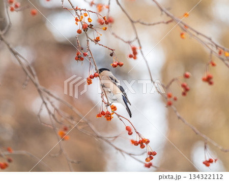 Bullfinch female sits on a branch and eats small red apples. The Eurasian or common bullfinch, pyrrhula pyrrhula Bullfinch female sits on a branch and eats small red apples. The Eurasian or common bullfinch, pyrrhula pyrrhula 134322112