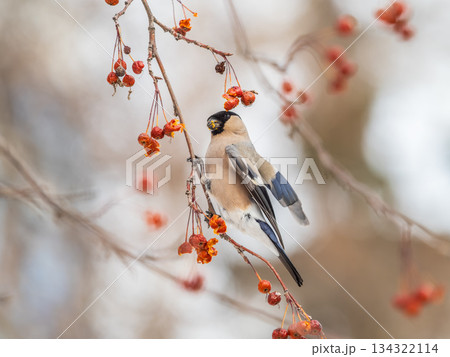 Bullfinch female sits on a branch and eats small red apples. The Eurasian or common bullfinch, pyrrhula pyrrhula 134322114