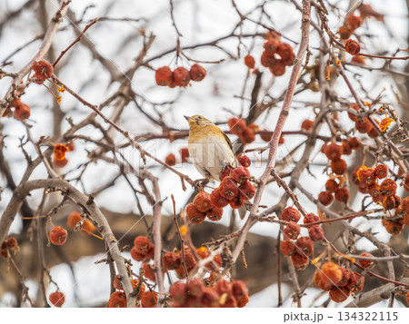 Brambling (Fringilla montifringilla) feeds on apples in winter. Brambling (Fringilla montifringilla) feeds on apples in winter. 134322115