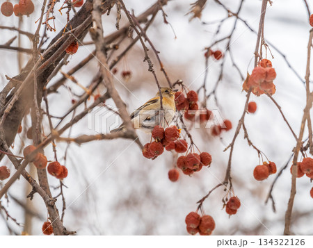 Brambling (Fringilla montifringilla) feeds on apples in winter. 134322126