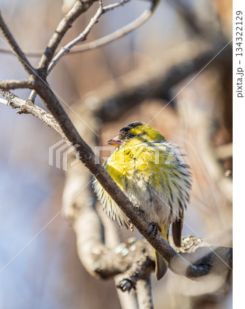 Eurasian siskin male, latin name spinus spinus, sitting on branch of tree. Cute little yellow songbird. Eurasian siskin male, latin name spinus spinus, sitting on branch of tree. Cute little yellow songbird. 134322129