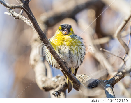 Eurasian siskin male, latin name spinus spinus, sitting on branch of tree. Cute little yellow songbird. 134322130