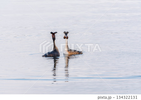 Mating games of two water birds Great Crested Grebes. Two waterfowl birds Great Crested Grebes swim in the lake with heart shaped silhouette 134322131
