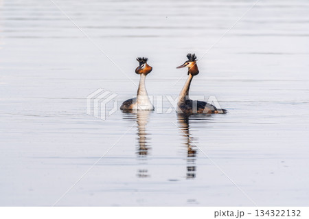 Mating games of two water birds Great Crested Grebes. Two waterfowl birds Great Crested Grebes swim in the lake with heart shaped silhouette Mating games of two water birds Great Crested Grebes. Two waterfowl birds Great Crested Grebes swim in the lake with heart shaped silhouette 134322132