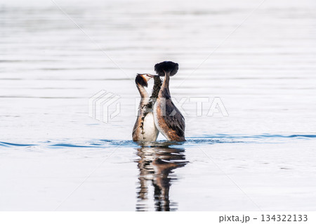 Mating games of two water birds Great Crested Grebes. Two waterfowl birds Great Crested Grebes swim in the lake with heart shaped silhouette Mating games of two water birds Great Crested Grebes. Two waterfowl birds Great Crested Grebes swim in the lake with heart shaped silhouette 134322133