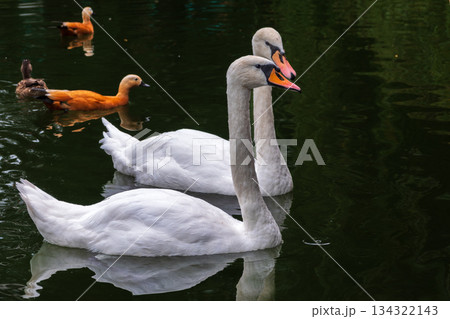 Two Graceful white Swans swimming in the lake, swans in the wild 134322143
