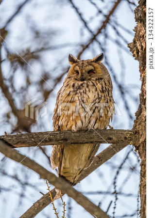 Long-eared owl (Asio otus), looking forward with wide opened eyes Long-eared owl (Asio otus), looking forward with wide opened eyes 134322157