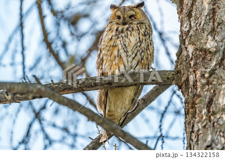 Long-eared owl (Asio otus), looking forward with wide opened eyes 134322158