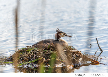 Great Crested Grebe, Podiceps cristatus, water bird sitting on the nest, nesting time on the green lake 134322160