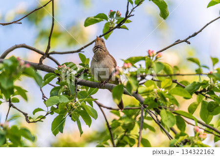 Thrush Nightingale, Luscinia luscinia. A bird sits on a tree branch and sings 134322162