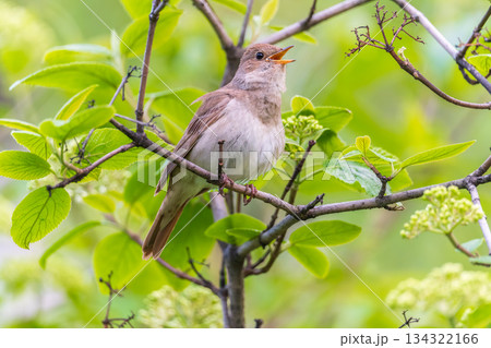Thrush Nightingale, Luscinia luscinia. A bird sits on a tree branch and sings 134322166