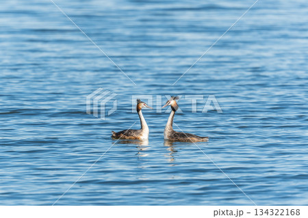 Mating games of two water birds Great Crested Grebes. Two waterfowl birds Great Crested Grebes swim in the lake with heart shaped silhouette 134322168