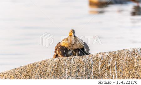 Adult duck with many ducklings sits on green shore of pond Adult duck with many ducklings sits on green shore of pond 134322170