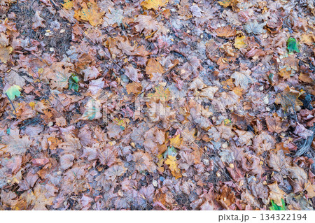Orange and yellow fallen leaves in the sunlight. Orange and yellow fallen leaves in the sunlight. 134322194