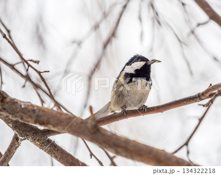Beautiful bird Coal tit, lat. Periparus ater, sitting on a branch without leaves in the autumn or winter. Beautiful bird Coal tit, lat. Periparus ater, sitting on a branch without leaves in the autumn or winter. 134322218