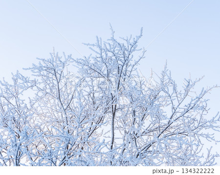Tree branches in winter covered with snow and frost in snowfall on blue sky background. Frozen tree branches. Tree branches in winter covered with snow and frost in snowfall on blue sky background. Frozen tree branches. 134322222