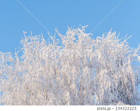 Tree branches in winter covered with snow and frost in snowfall on blue sky background. Frozen tree branches. Tree branches in winter covered with snow and frost in snowfall on blue sky background. Frozen tree branches. 134322223