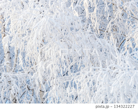 Tree branches in winter covered with snow and frost in snowfall. Frozen tree branches. 134322227