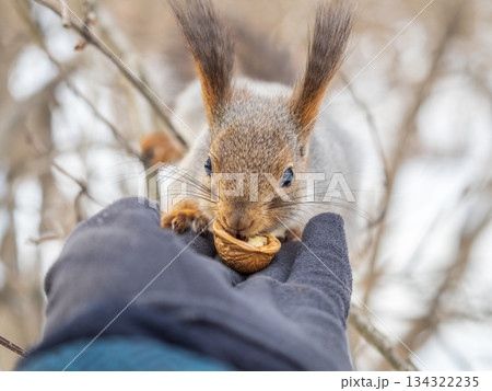 Squirrel eats nuts from a man's hand. Caring for animals in winter or autumn. 134322235