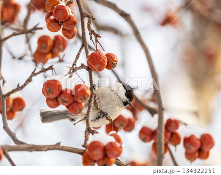 Cute bird the willow tit, song bird sitting on a branch without leaves in the winter. Cute bird the willow tit, song bird sitting on a branch without leaves in the winter. 134322251