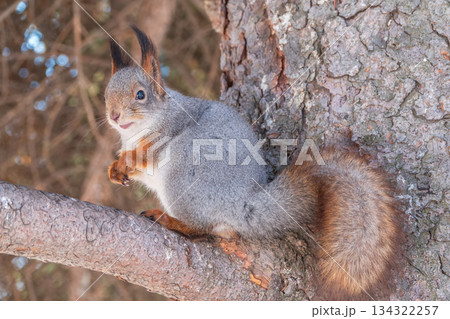 The squirrel sits on a branches without leaves in the winter or autumn The squirrel sits on a branches without leaves in the winter or autumn 134322257