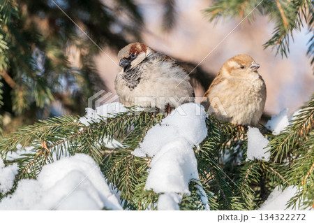 Two Sparrows sits on a fir branch with snow or winter 134322272