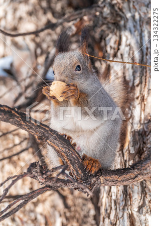 The squirrel with nut sits on tree in the winter or late autumn The squirrel with nut sits on tree in the winter or late autumn 134322275