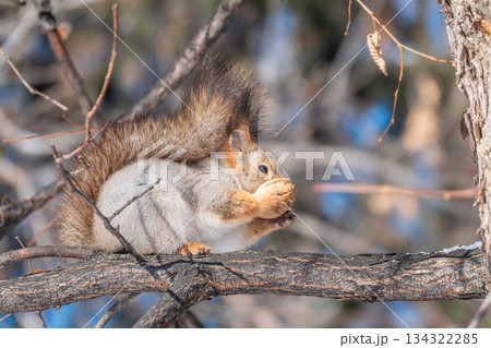 The squirrel with nut sits on tree in the winter or late autumn The squirrel with nut sits on tree in the winter or late autumn 134322285
