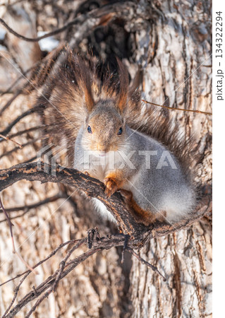 The squirrel sits on a branches without leaves in the winter or autumn 134322294