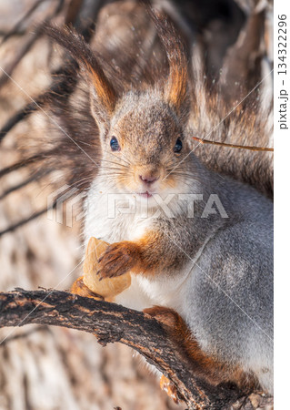 The squirrel sits on a branches without leaves in the winter or autumn 134322296