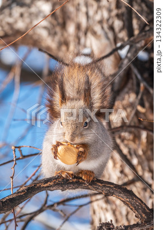 The squirrel with nut sits on tree in the winter or late autumn The squirrel with nut sits on tree in the winter or late autumn 134322309