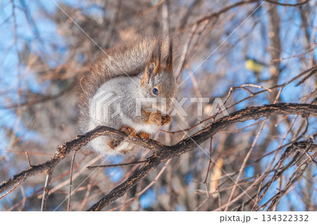 The squirrel with nut sits on tree in the winter or late autumn The squirrel with nut sits on tree in the winter or late autumn 134322332