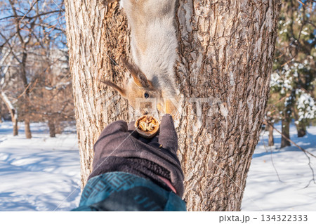 Squirrel eats nuts from a man's hand. Caring for animals in winter or autumn. 134322333