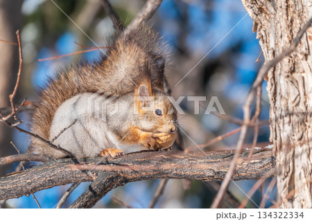 The squirrel with nut sits on tree in the winter or late autumn 134322334