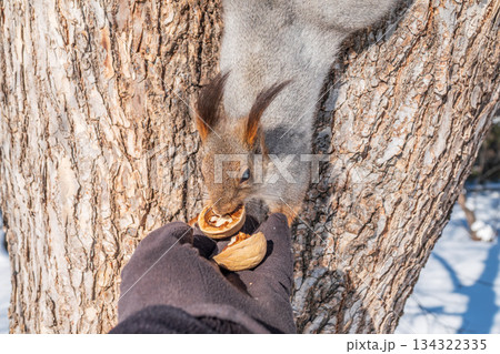 Squirrel eats nuts from a man's hand. Caring for animals in winter or autumn. 134322335