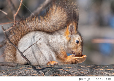The squirrel with nut sits on tree in the winter or late autumn The squirrel with nut sits on tree in the winter or late autumn 134322336