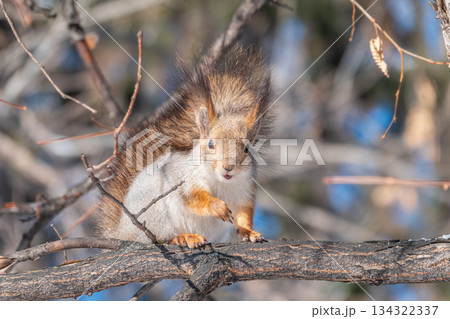 The squirrel sits on a branches without leaves in the winter or autumn 134322337