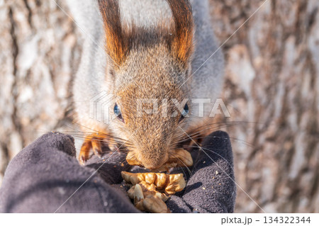 Squirrel eats nuts from a man's hand. Caring for animals in winter or autumn. Squirrel eats nuts from a man's hand. Caring for animals in winter or autumn. 134322344