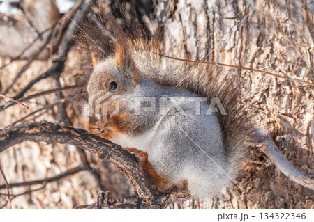 The squirrel with nut sits on tree in the winter or late autumn 134322346