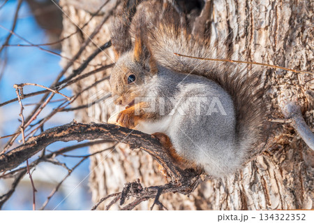 The squirrel with nut sits on tree in the winter or late autumn 134322352