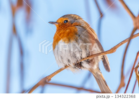 Cute bird the European Robin, Erithacus rubecula. sitting on the tree branch in winter. Cute bird the European Robin, Erithacus rubecula. sitting on the tree branch in winter. 134322368