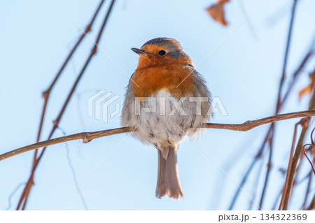 Cute bird the European Robin, Erithacus rubecula. sitting on the tree branch in winter. 134322369