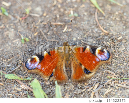 Peacock butterfly on the ground among the grass Peacock butterfly on the ground among the grass 134322373